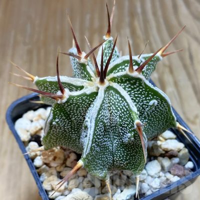 SH8063 Astrophytum ornatum hybrid