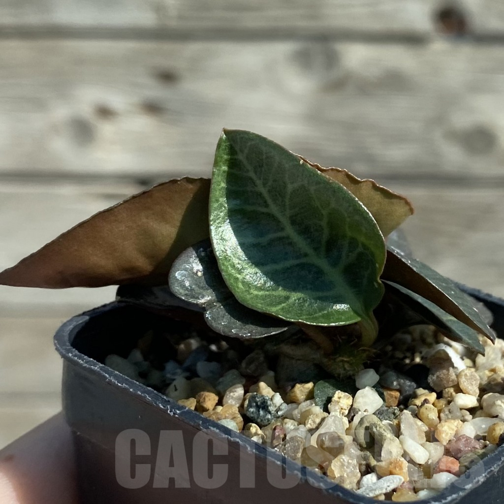 SH8215 Euphorbia francoisii hybrid - Image 2