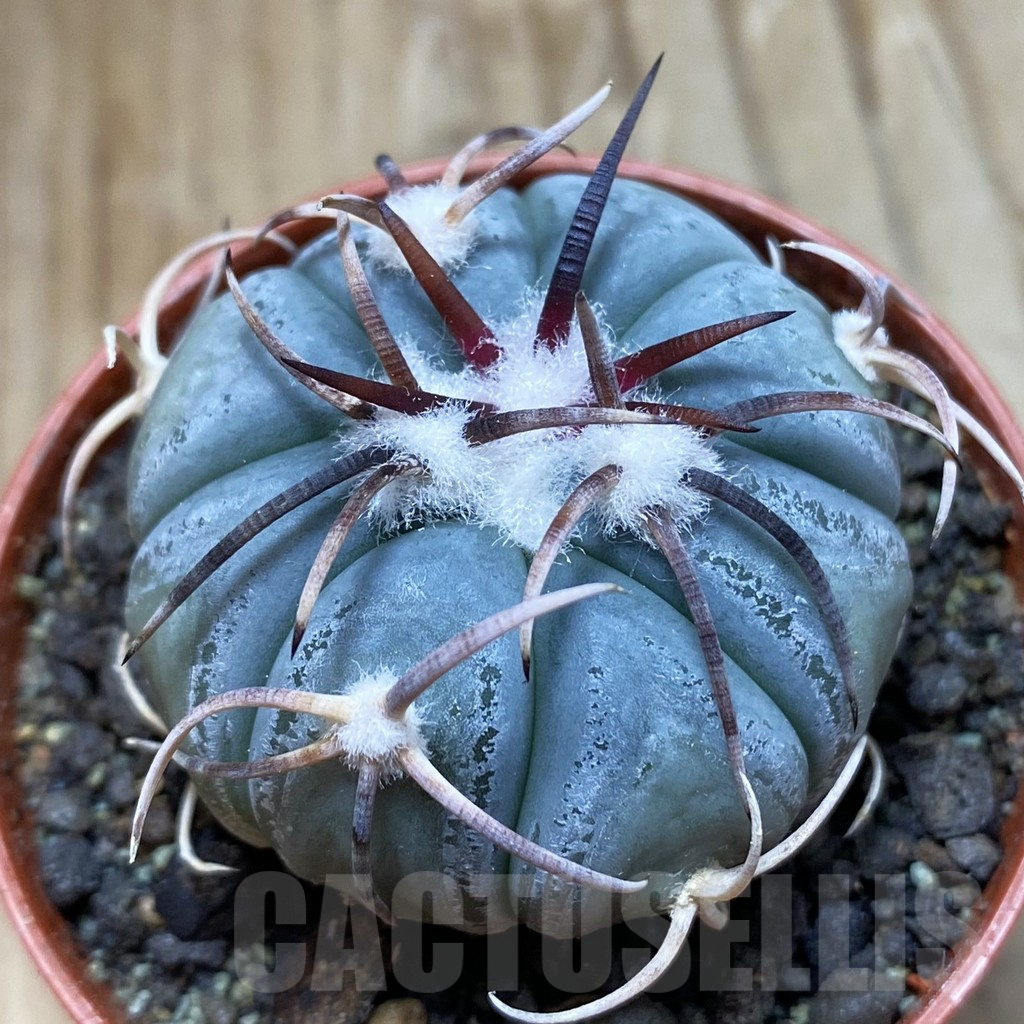 SH8222 Echinocactus horizonthalonius MR 21