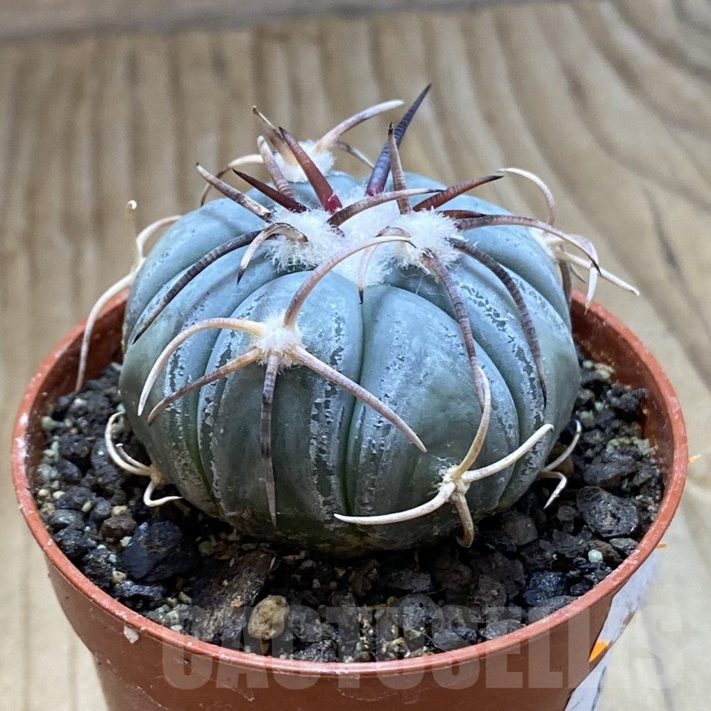 SH8222 Echinocactus horizonthalonius MR 21 - Image 2
