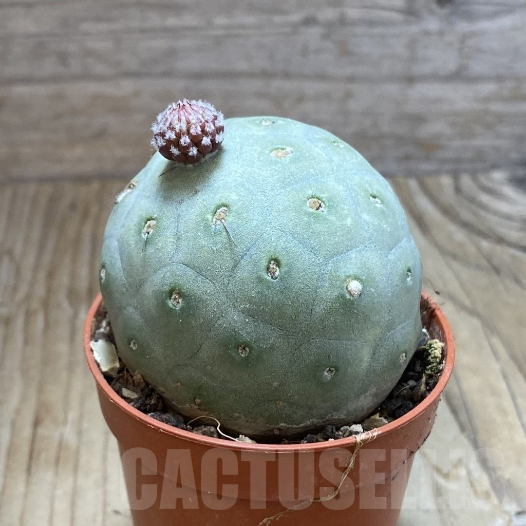 SH8226 Tephrocactus geometricus - Image 2