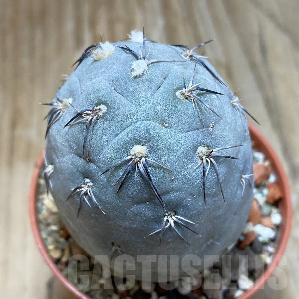 SH8228 Tephrocactus geometricus