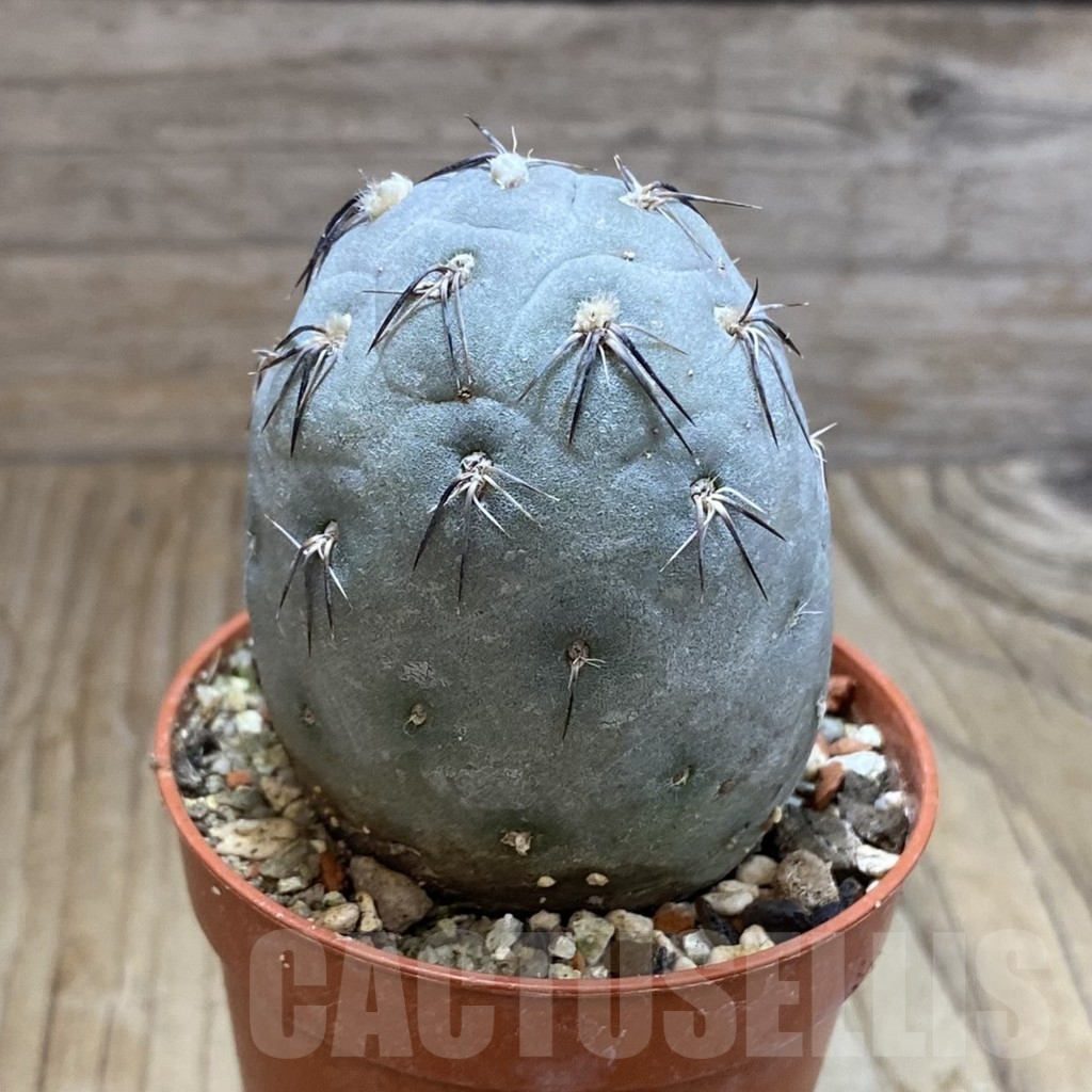 SH8228 Tephrocactus geometricus - Image 2