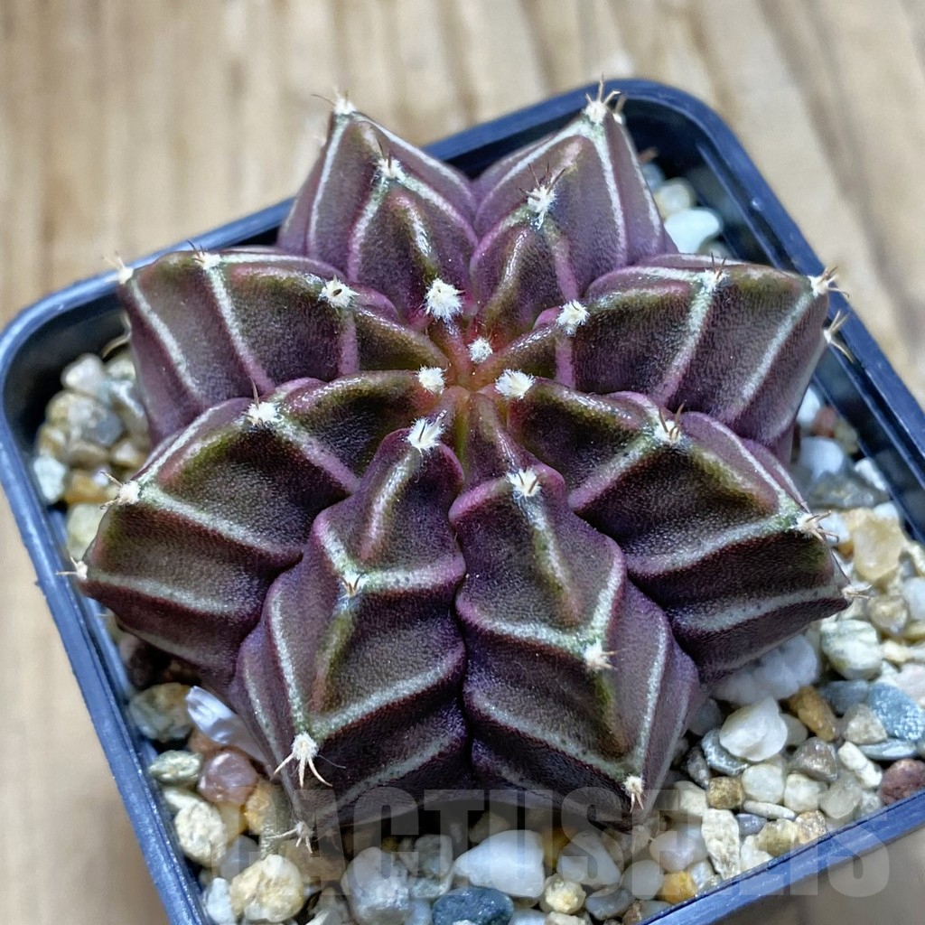 SH8229 Gymnocalycium mihanovichii ‘Nana’ x ‘Day Dream’, seedling