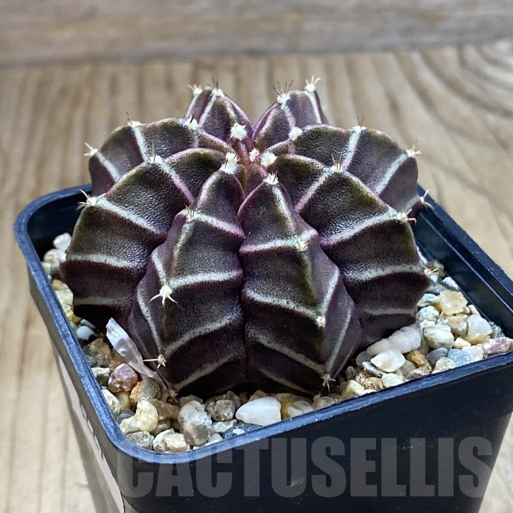 SH8229 Gymnocalycium mihanovichii ‘Nana’ x ‘Day Dream’, seedling - Image 2