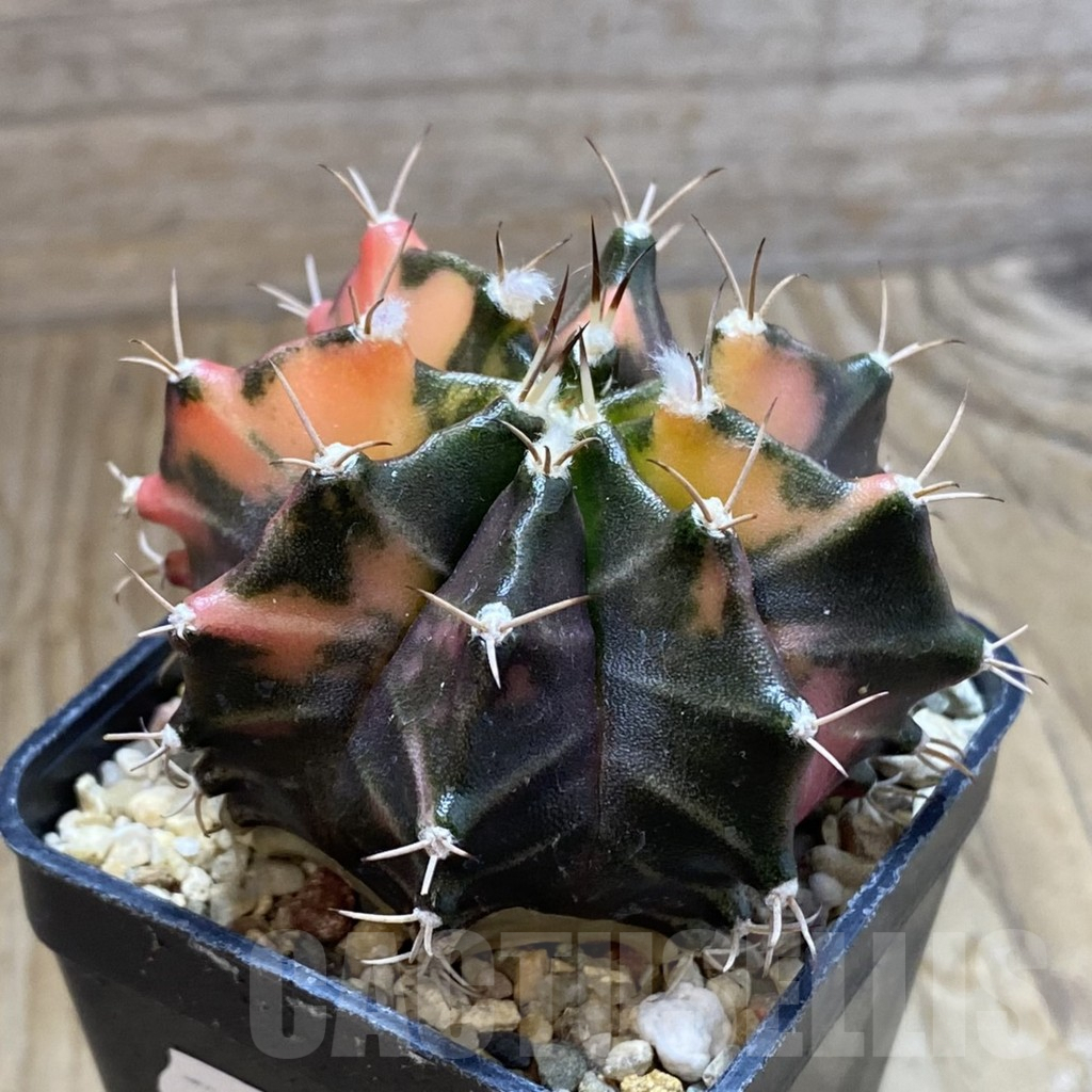 SH8232 Gymnocalycium mihanovichii f. variegata, seedling - Image 2