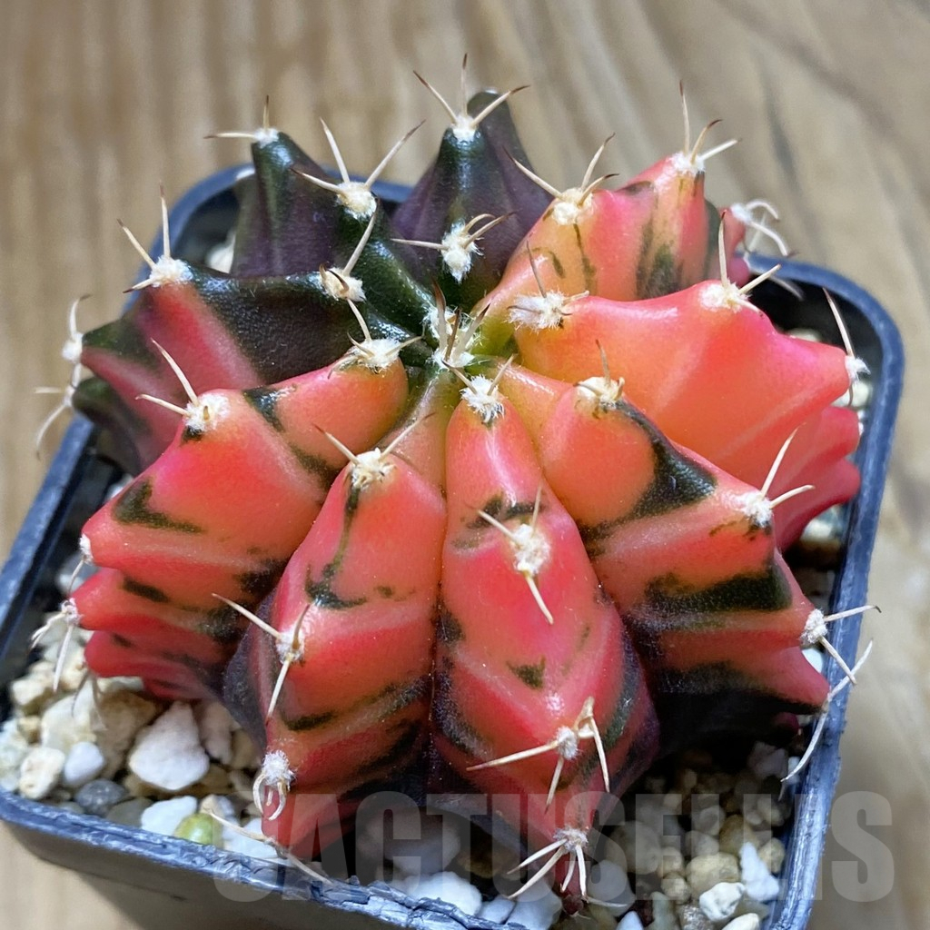 SH8233 Gymnocalycium mihanovichii f. variegata, seedling