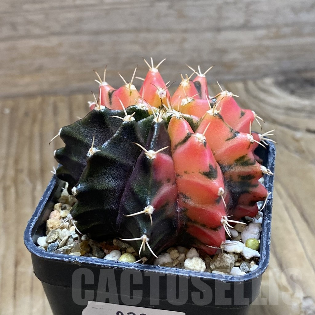 SH8233 Gymnocalycium mihanovichii f. variegata, seedling - Image 2