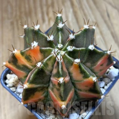 SH8234 Gymnocalycium mihanovichii f. variegata, seedling