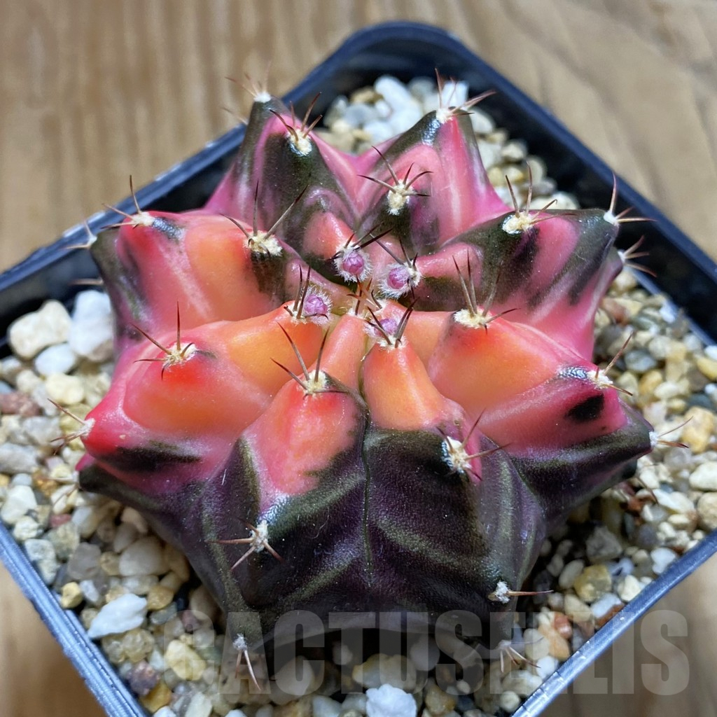 SH8239 Gymnocalycium mihanovichii f. variegata, seedling - Image 2