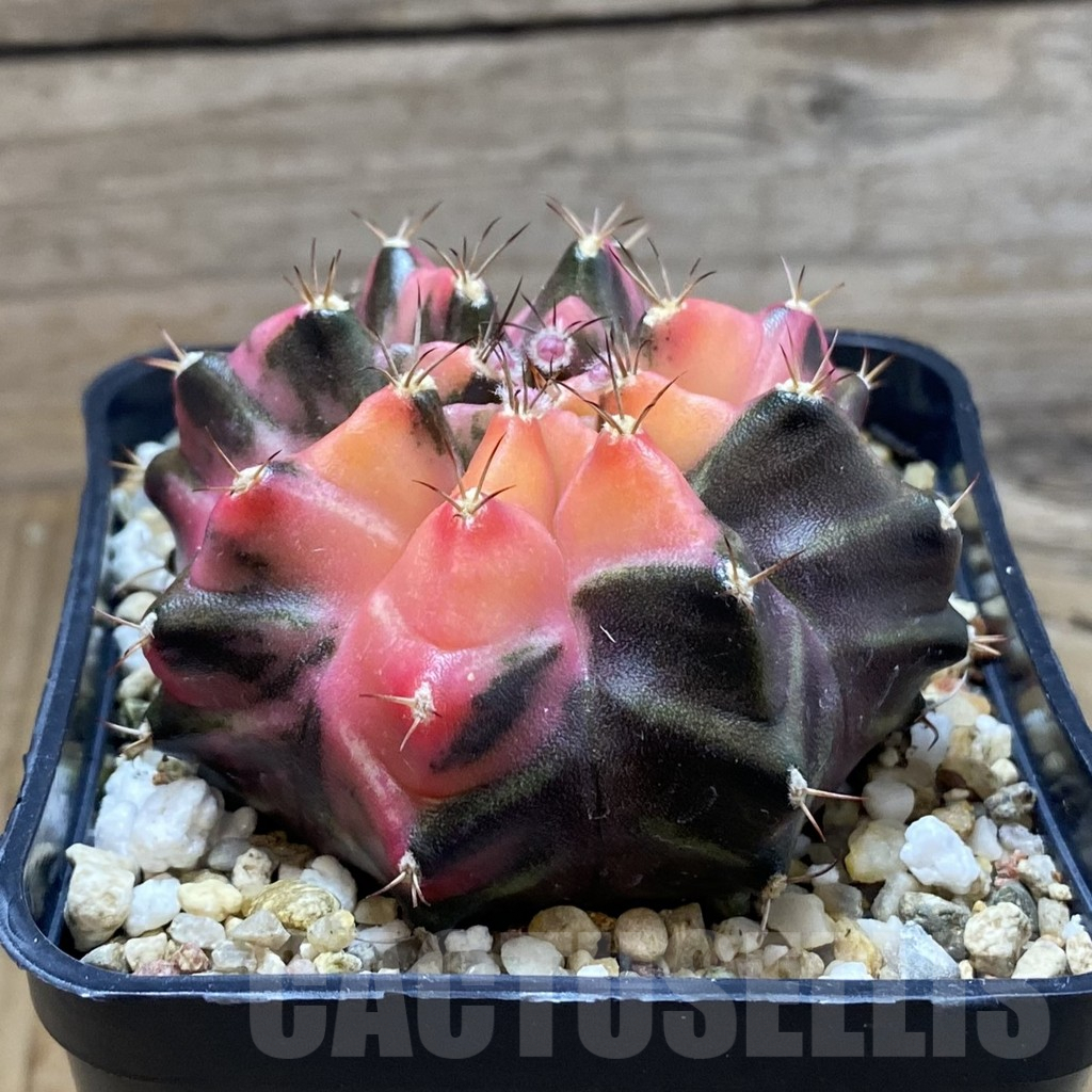 SH8239 Gymnocalycium mihanovichii f. variegata, seedling - Image 3