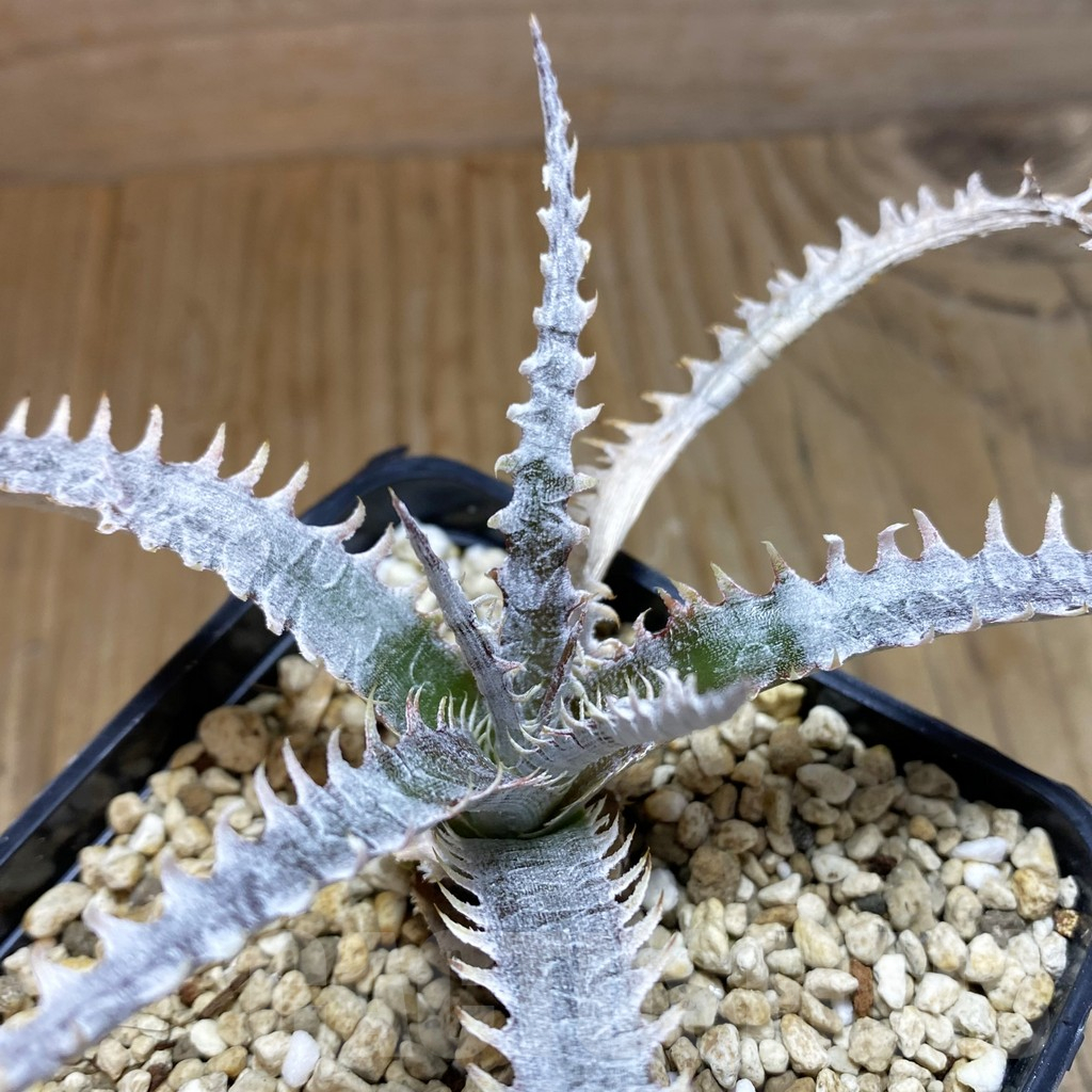 SH8182 Dyckia hybrid mix, seedling