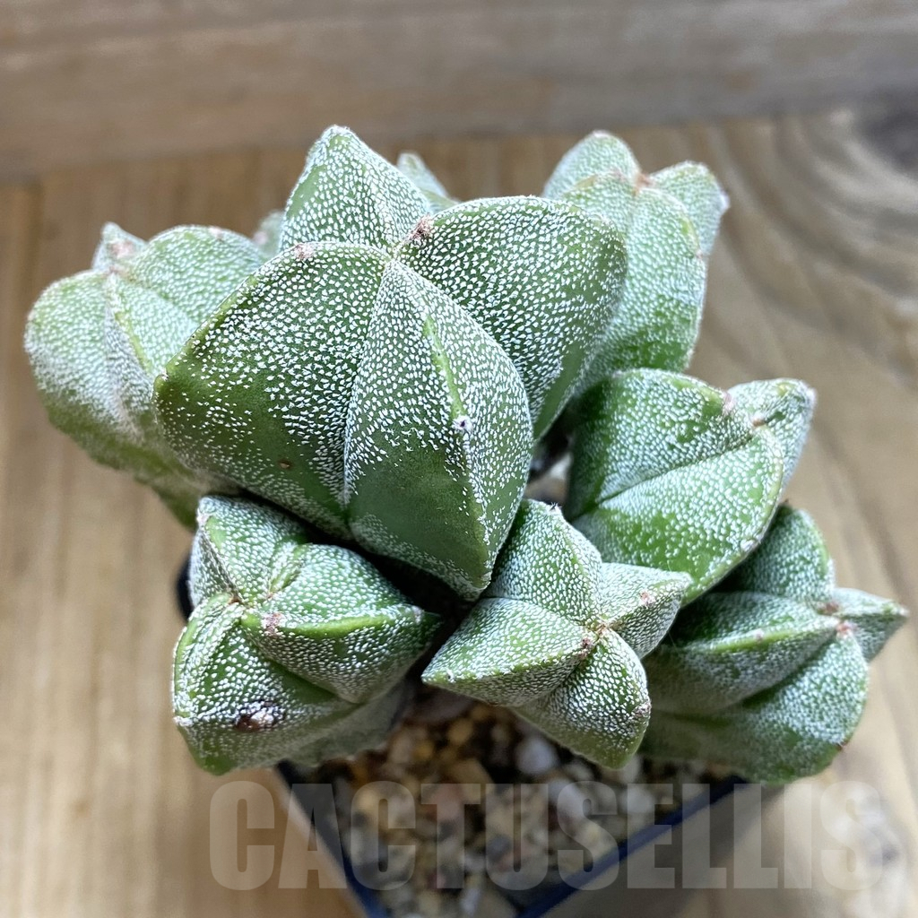 SH8188 Astrophytum myriostigma f. monstrosa