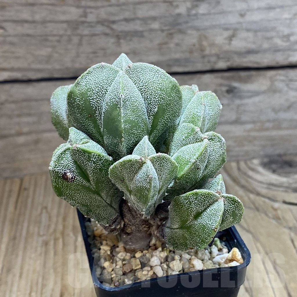 SH8188 Astrophytum myriostigma f. monstrosa - Image 2