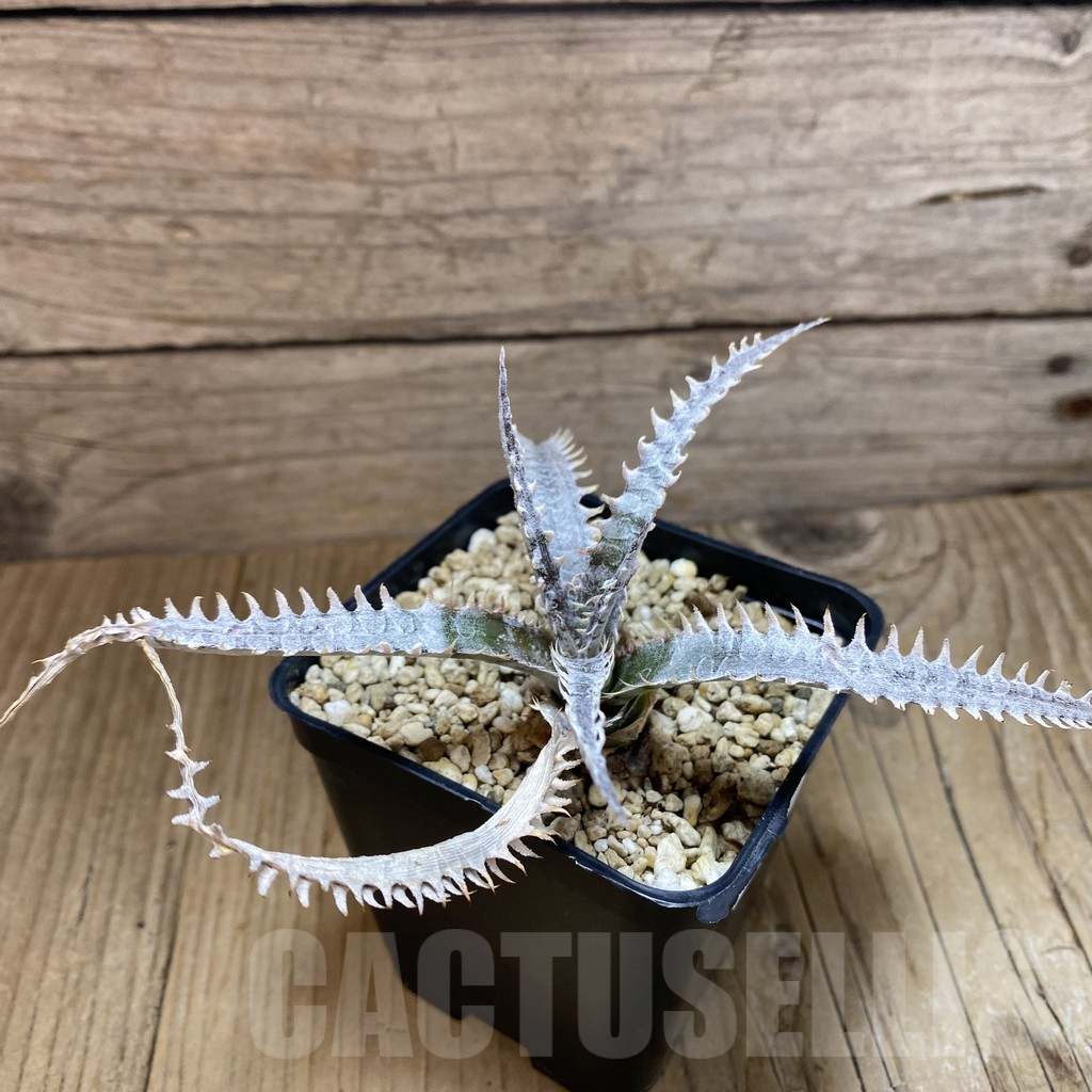 SH8182 Dyckia hybrid mix, seedling - Image 2