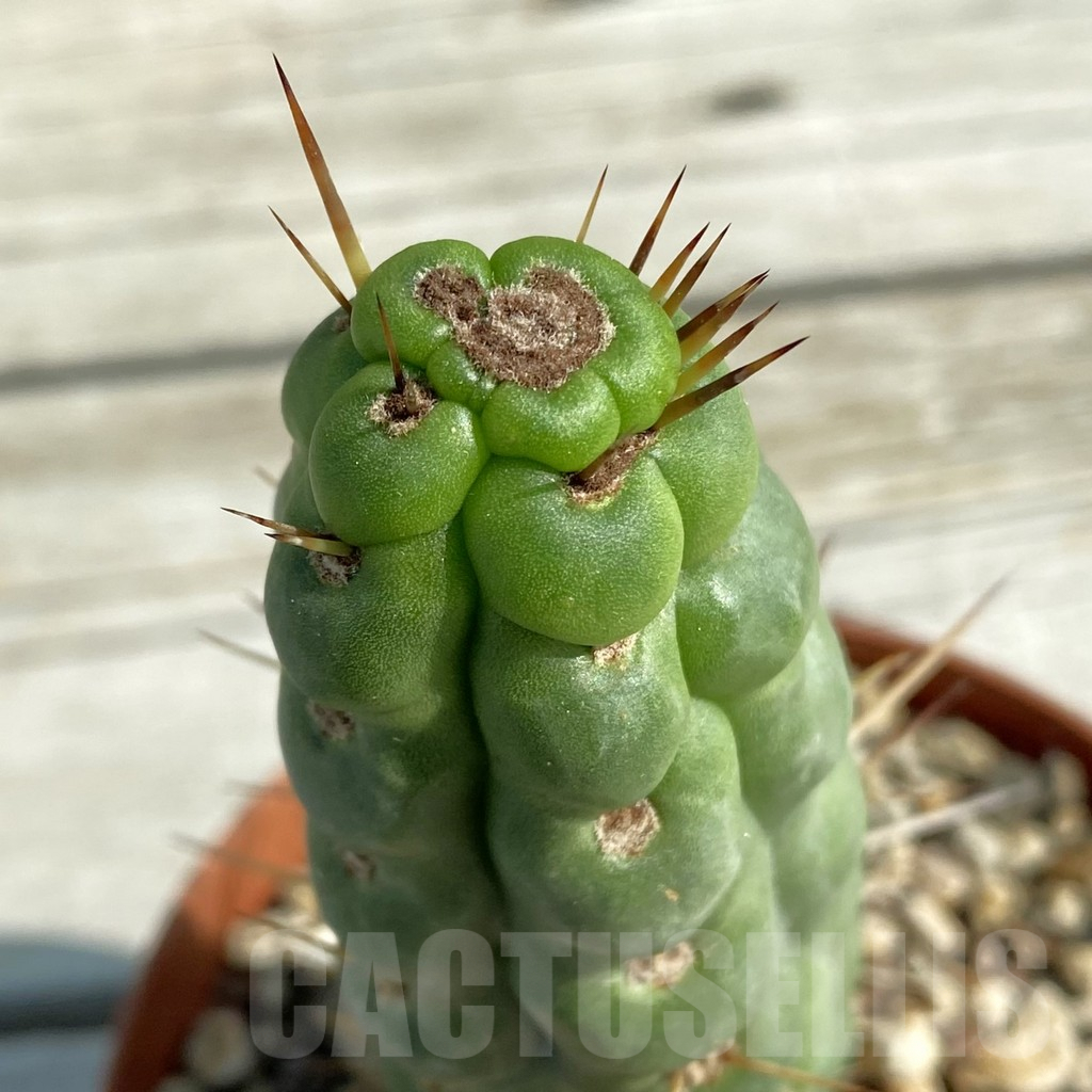 SH8192 Eulychnia castanea 'Spiralis'