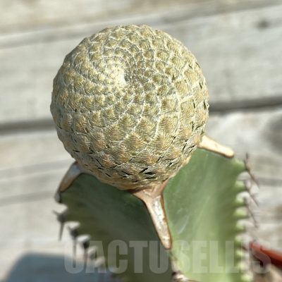 SH8195 Euphorbia piscidermis, grafted