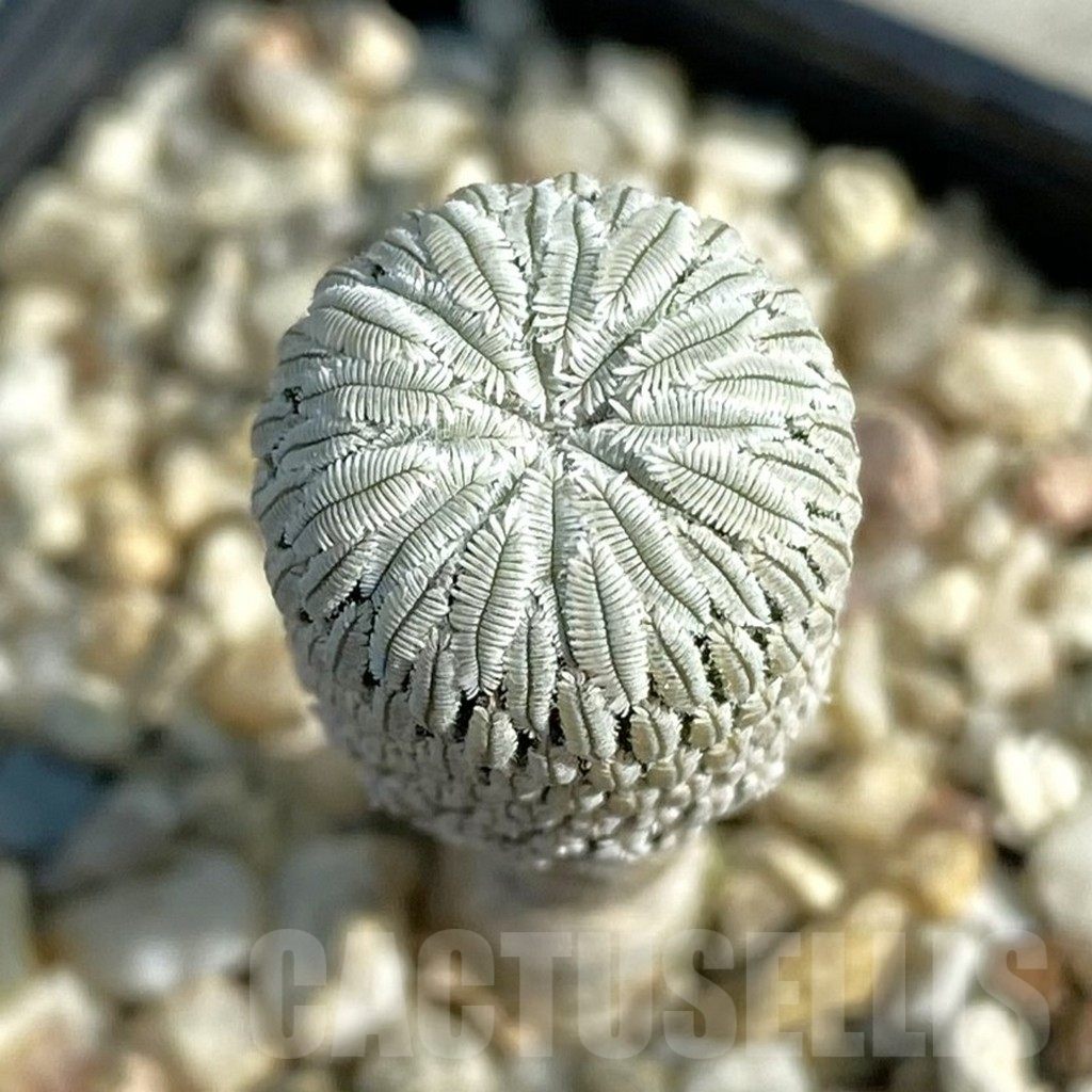 SH8199 Pelecyphora aselliformis RS 550, own roots