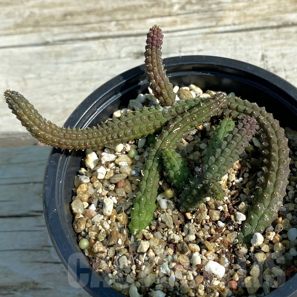 SH8204 Echidnopsis oviflora