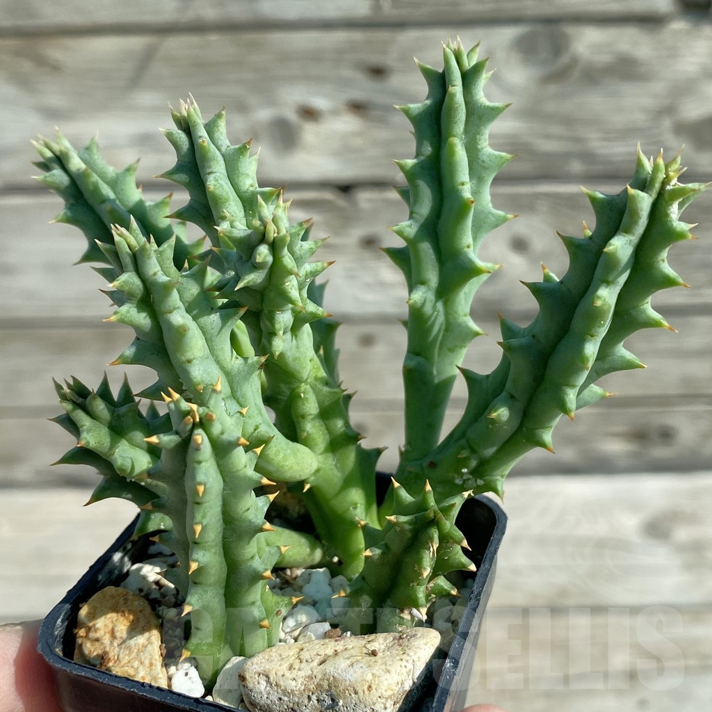 SH8206 Huernia hystrix - Image 2