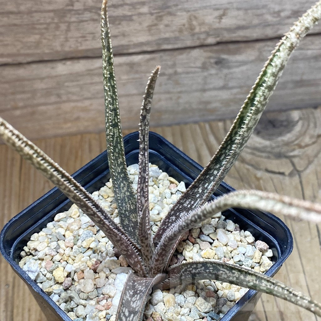 SH8284 Aloe albiflora, white flower