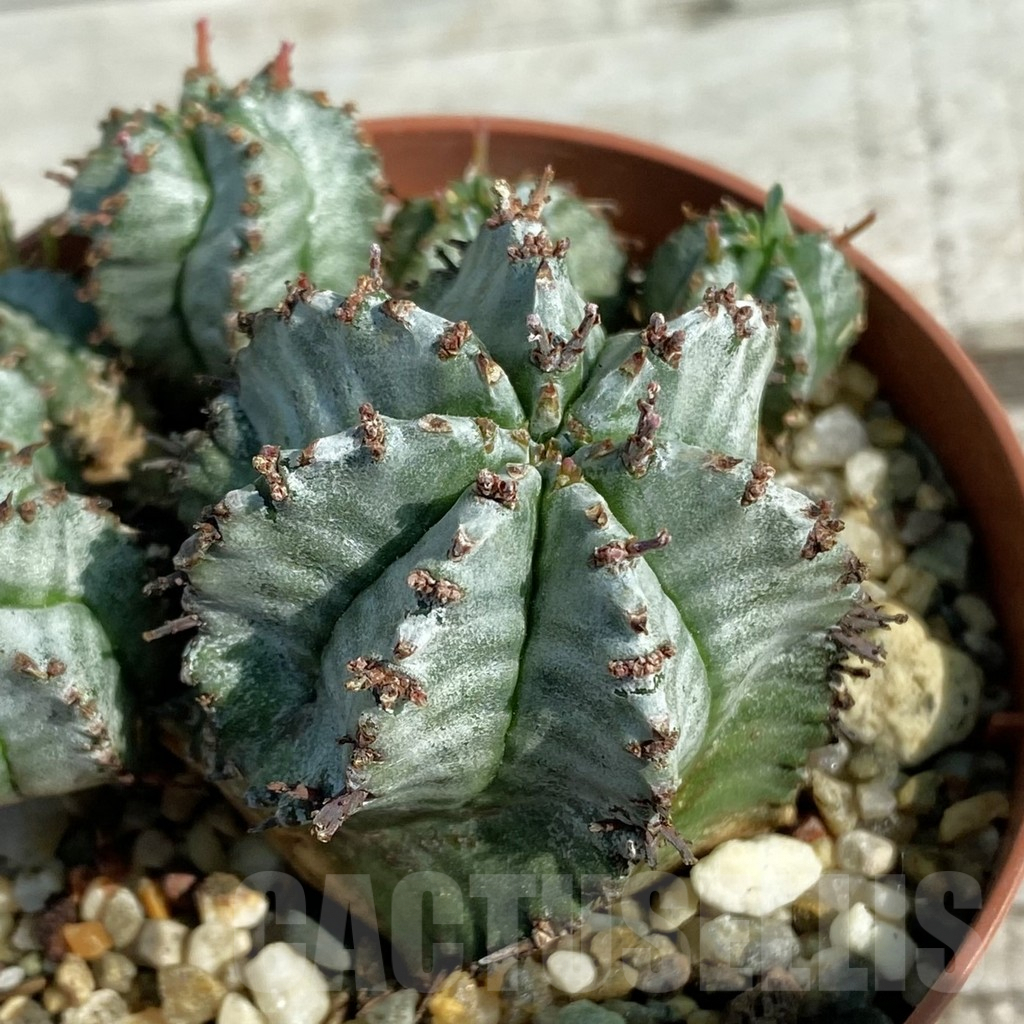 SH8209 Euphorbia horrida hybrid