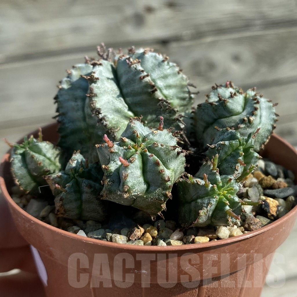 SH8209 Euphorbia horrida hybrid - Image 2