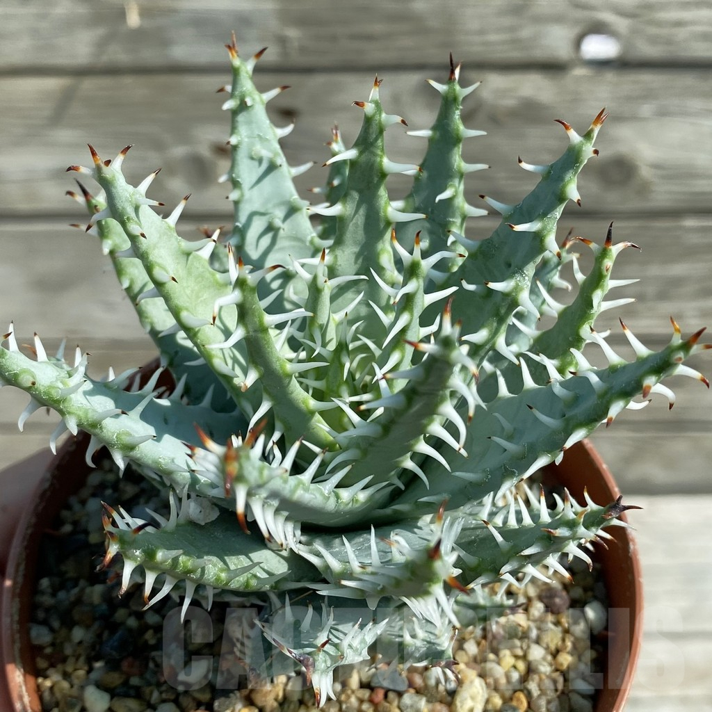 SH8212 Aloe erinacea