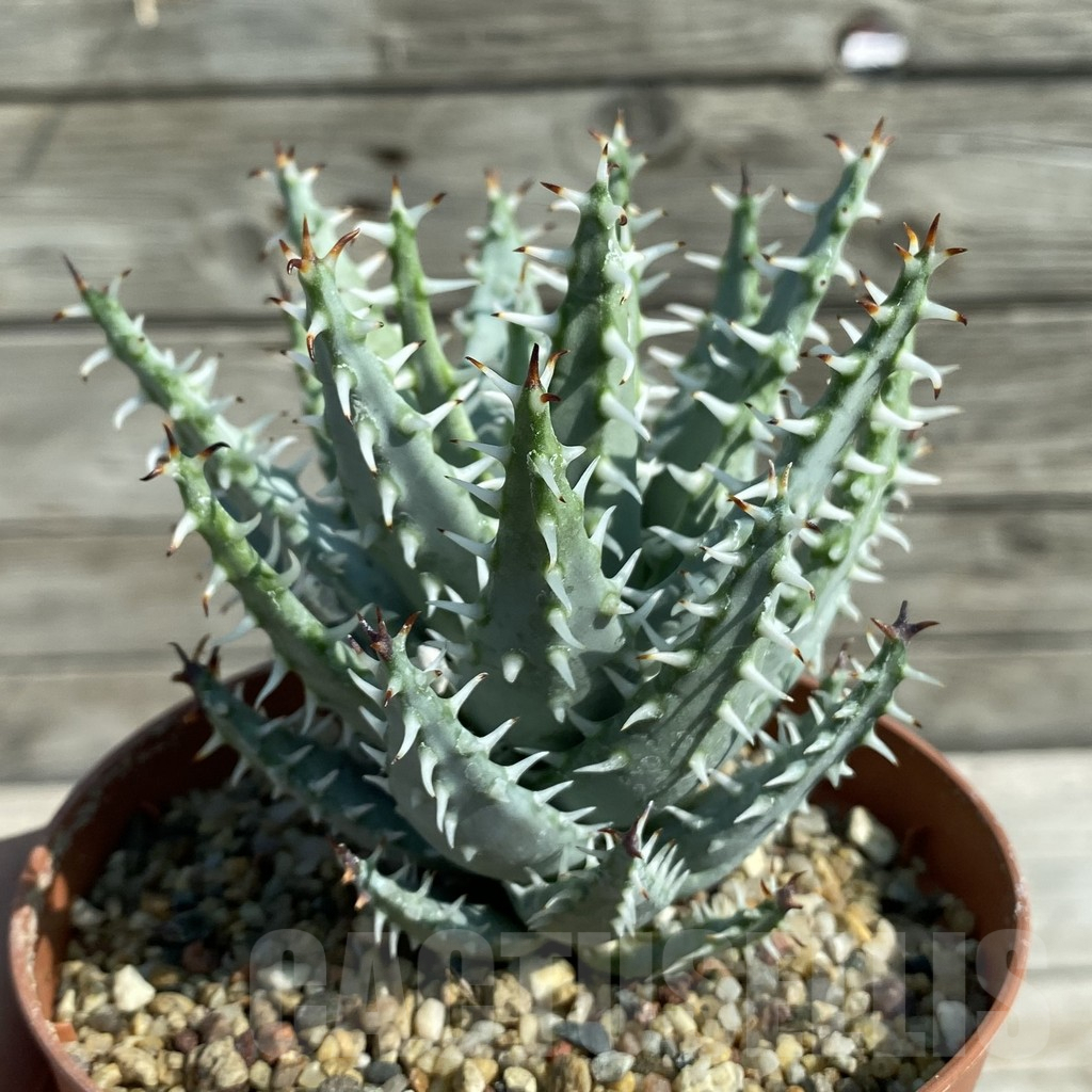 SH8212 Aloe erinacea - Image 2