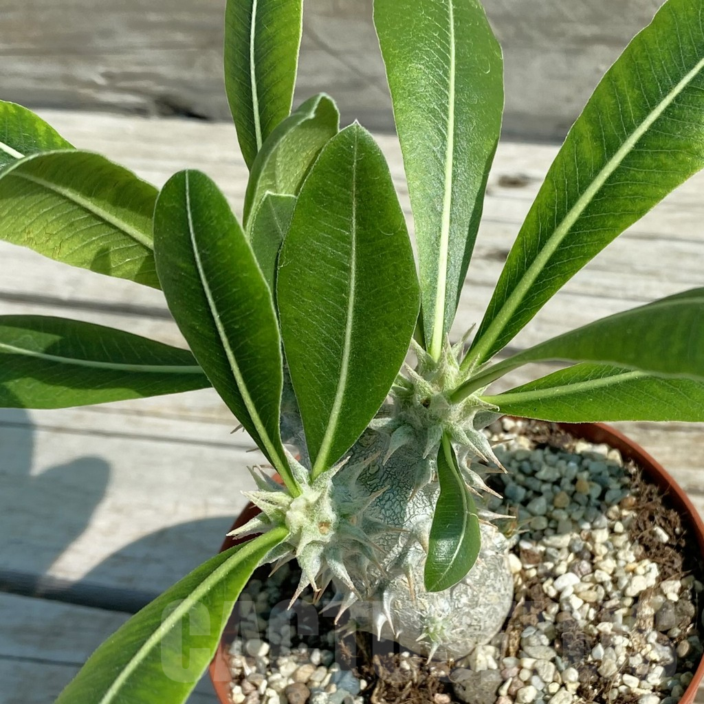 SH8213 Pachypodium horombense