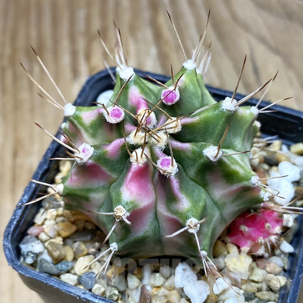 SH8382 Gymnocalycium mihanovichii ‘Pink Diamond’