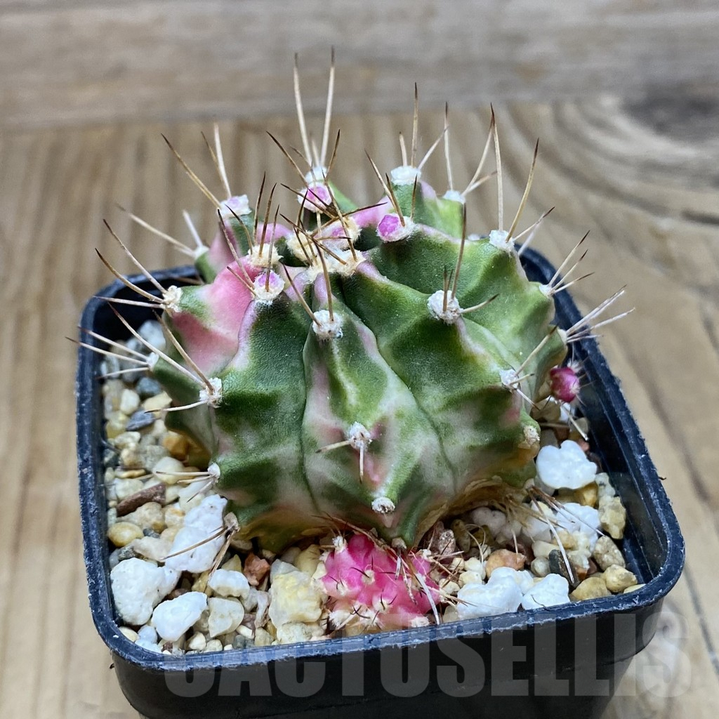 SH8382 Gymnocalycium mihanovichii ‘Pink Diamond’ - Image 2