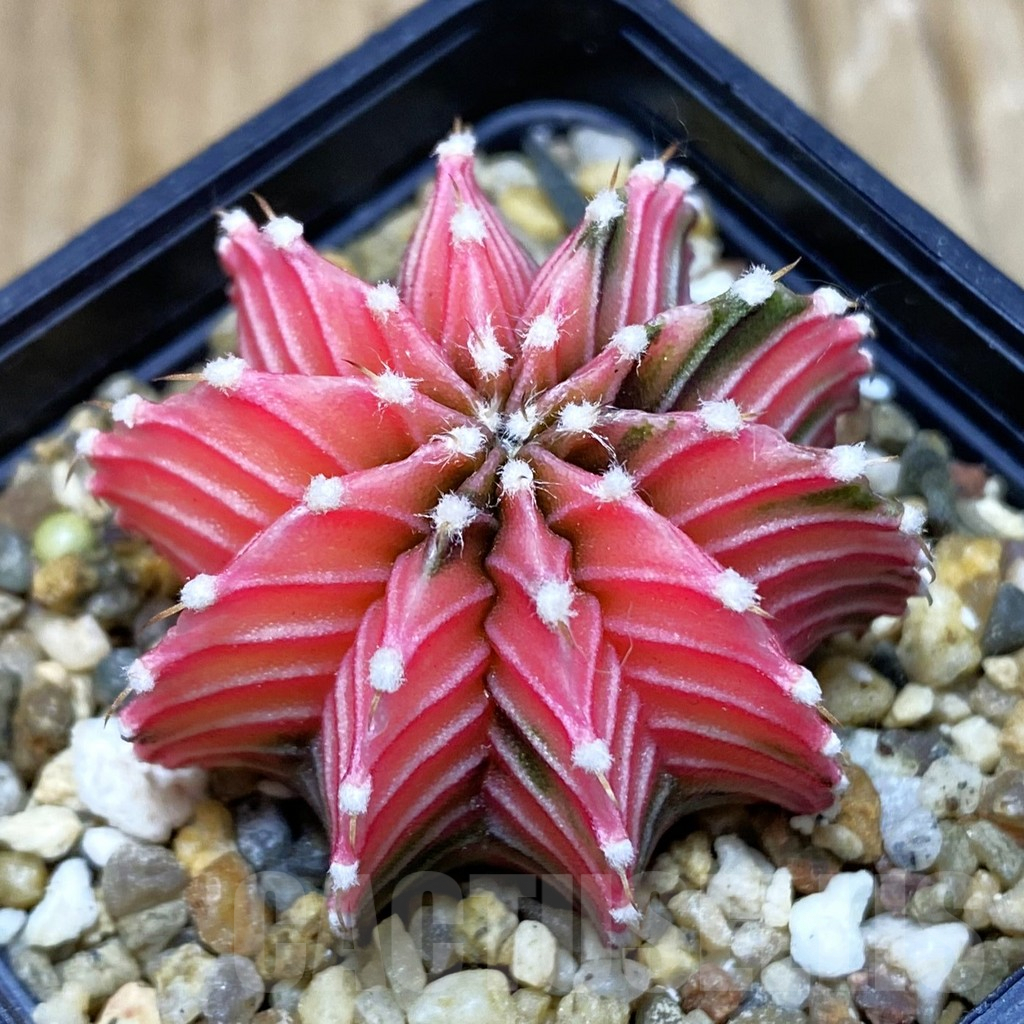 SH8385 Gymnocalycium friedrichii f. variegata, seedling