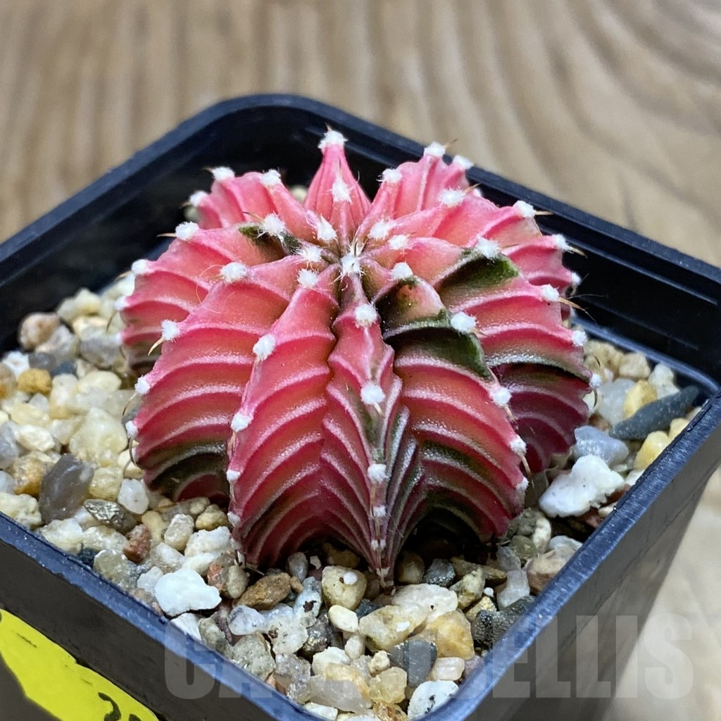 SH8385 Gymnocalycium friedrichii f. variegata, seedling - Image 2
