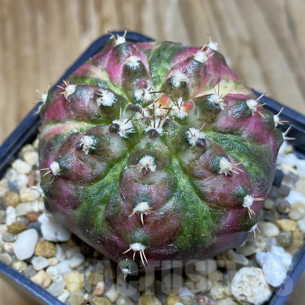SH8387 Gymnocalycium mihanovichii 'T-Lux'