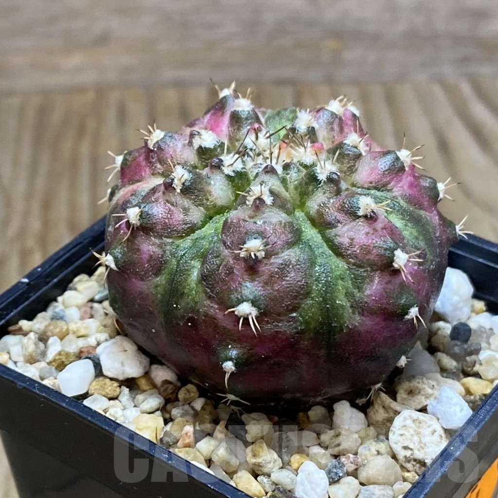 SH8387 Gymnocalycium mihanovichii 'T-Lux' - Image 2