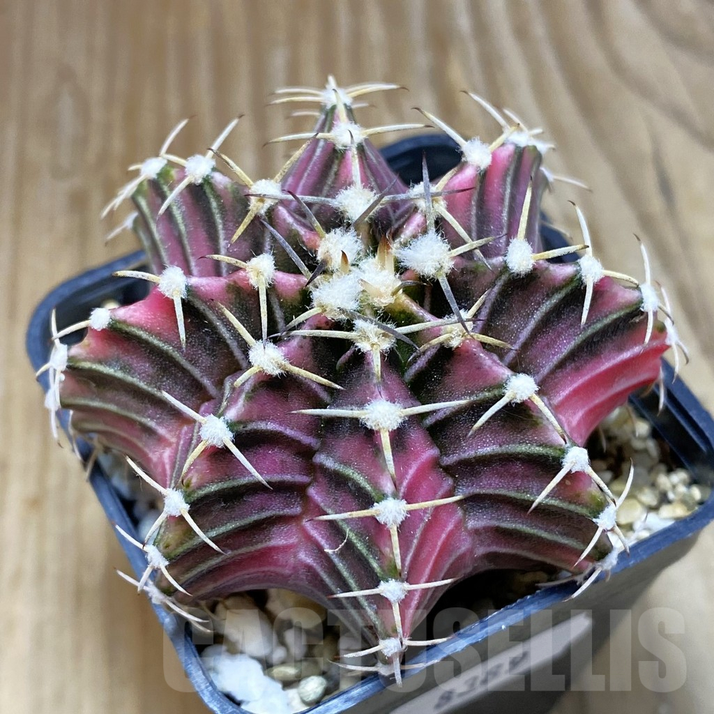 SH8389 Gymnocalycium friedrichii f. variegata, seedling