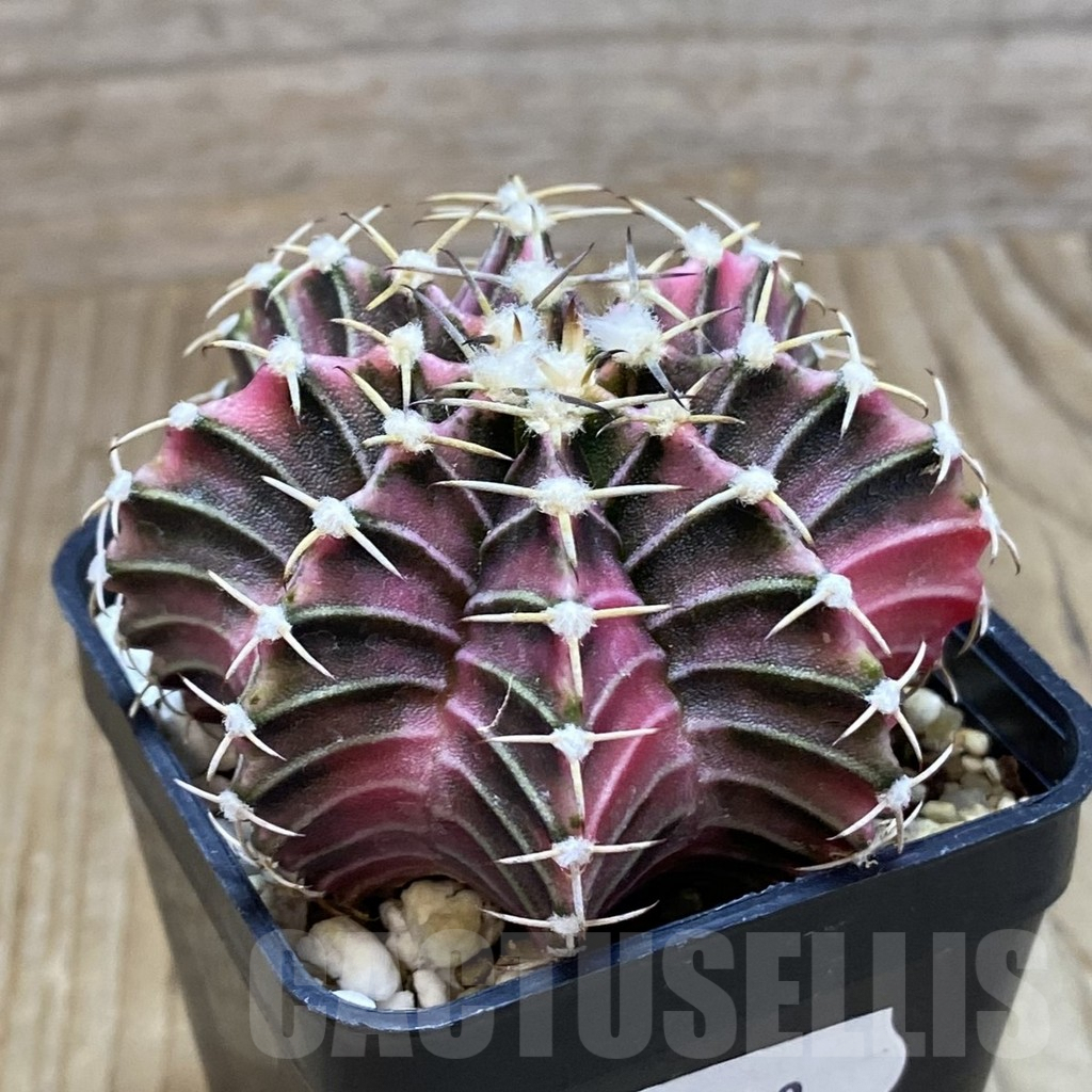 SH8389 Gymnocalycium friedrichii f. variegata, seedling - Image 2