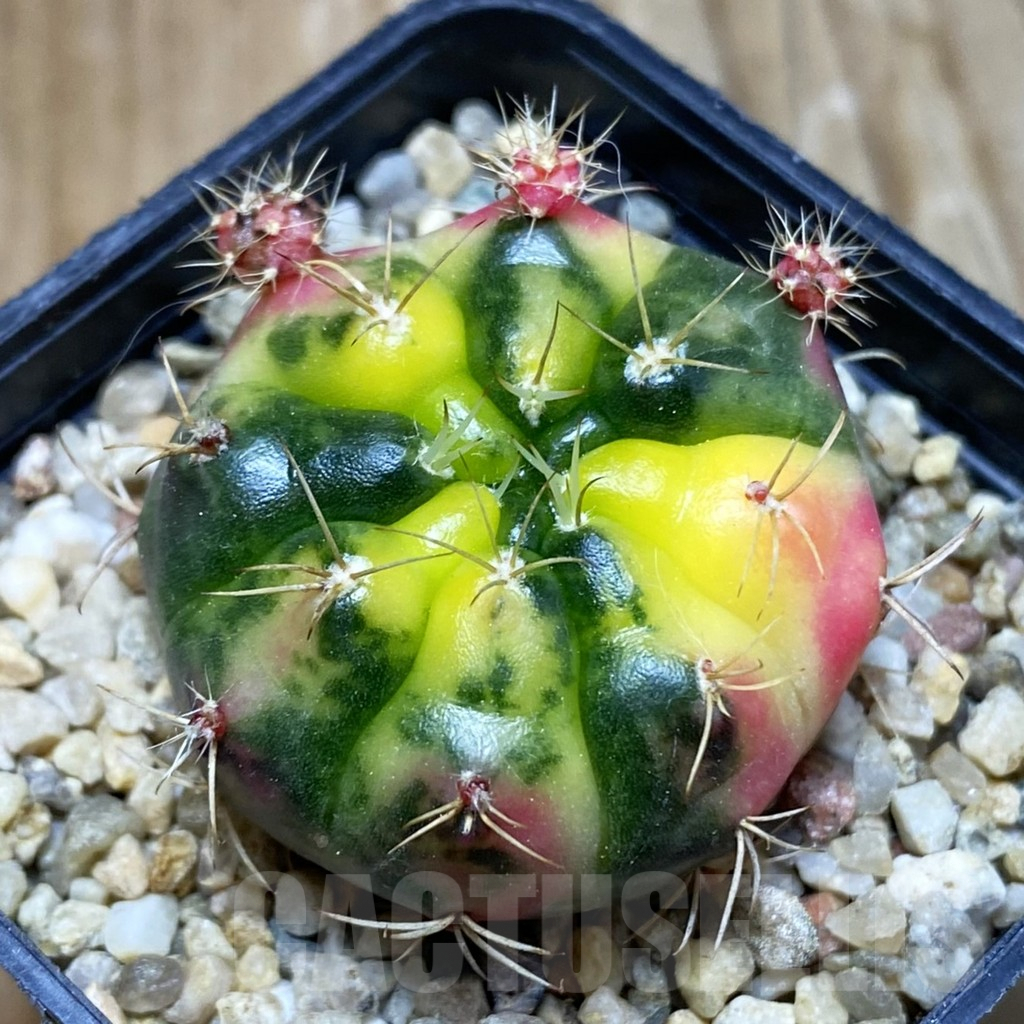 SH8393 Gymnocalycium damsii f. variegata
