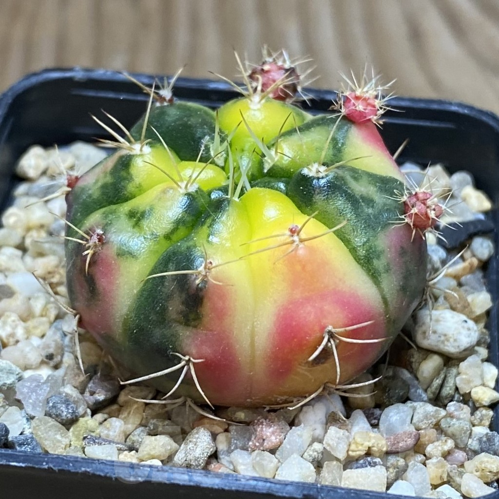 SH8393 Gymnocalycium damsii f. variegata - Image 2