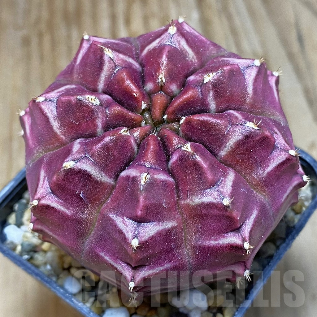 SH8400 Gymnocalycium mihanovichii ‘Day Dream’, seedling
