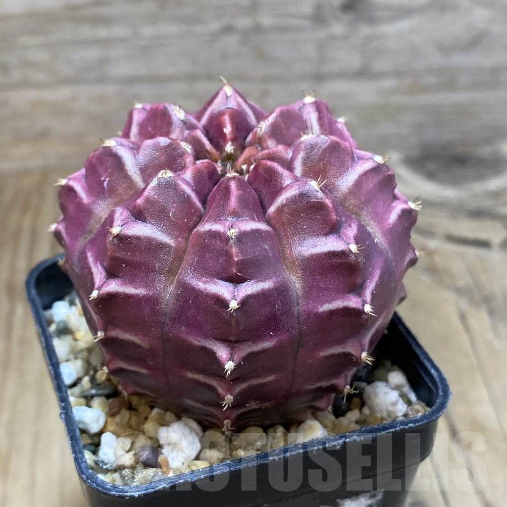 SH8400 Gymnocalycium mihanovichii ‘Day Dream’, seedling - Image 2