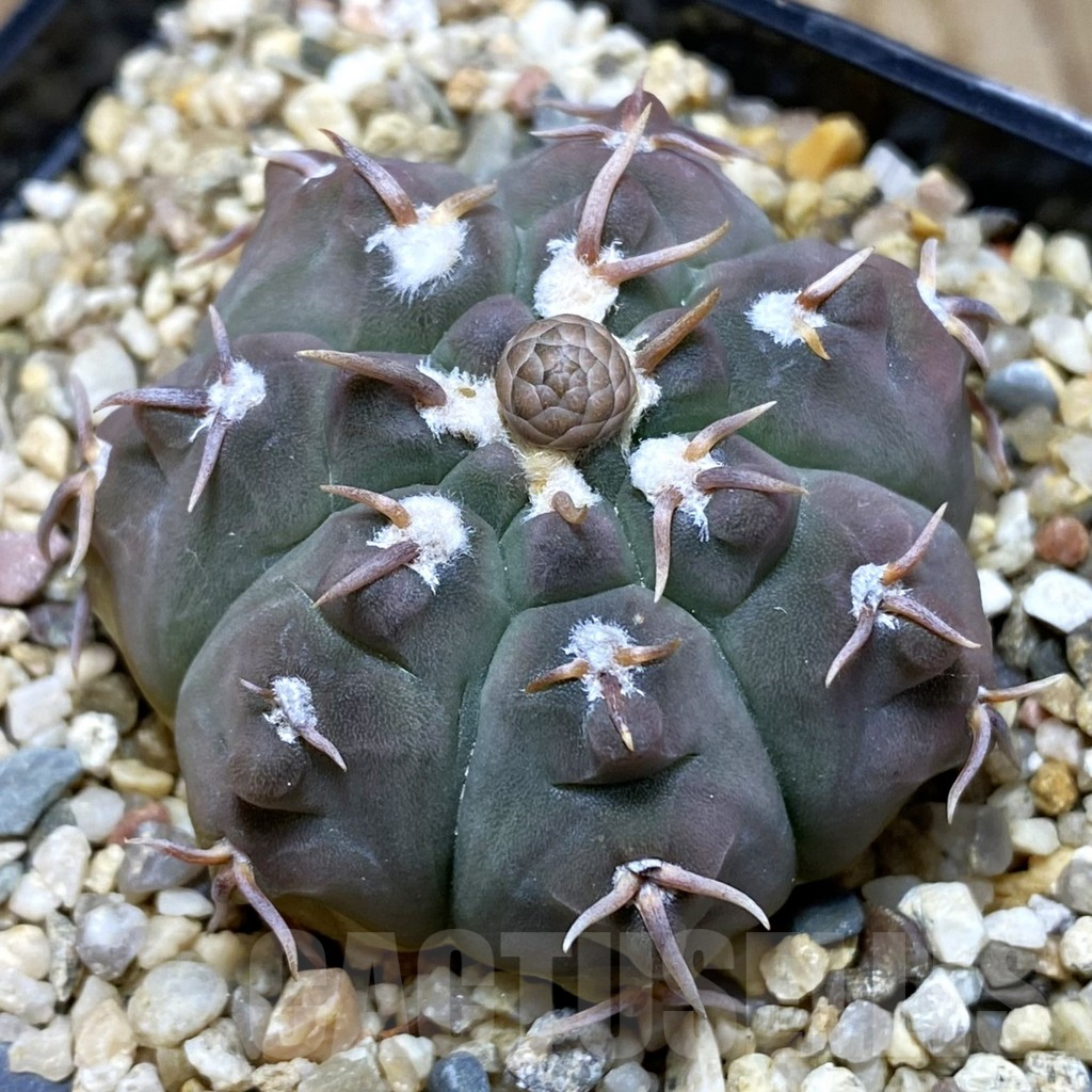 SH8349 Gymnocalycium vatteri v. unguispinum