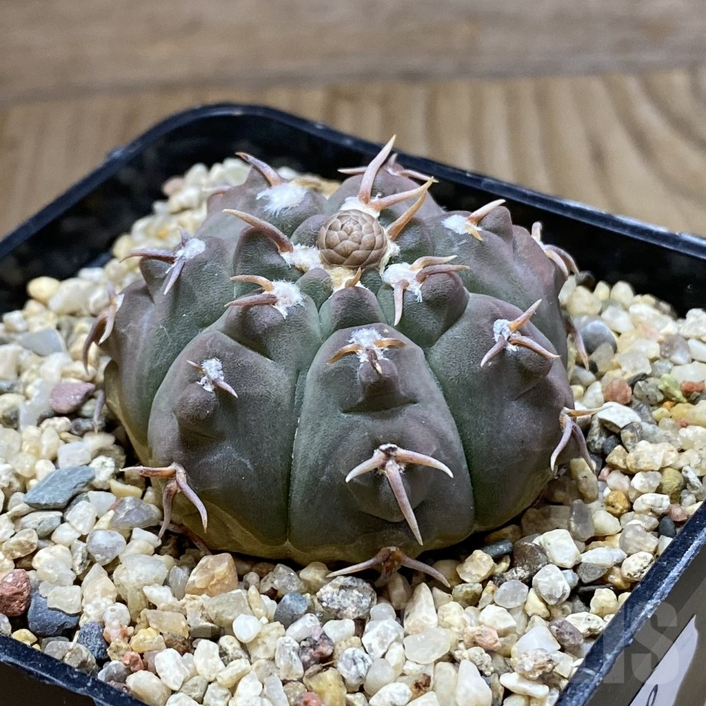 SH8349 Gymnocalycium vatteri v. unguispinum - Image 2