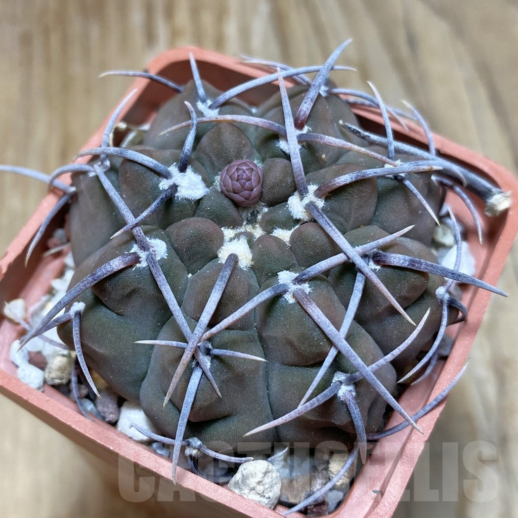 SH8351 Gymnocalycium vatteri