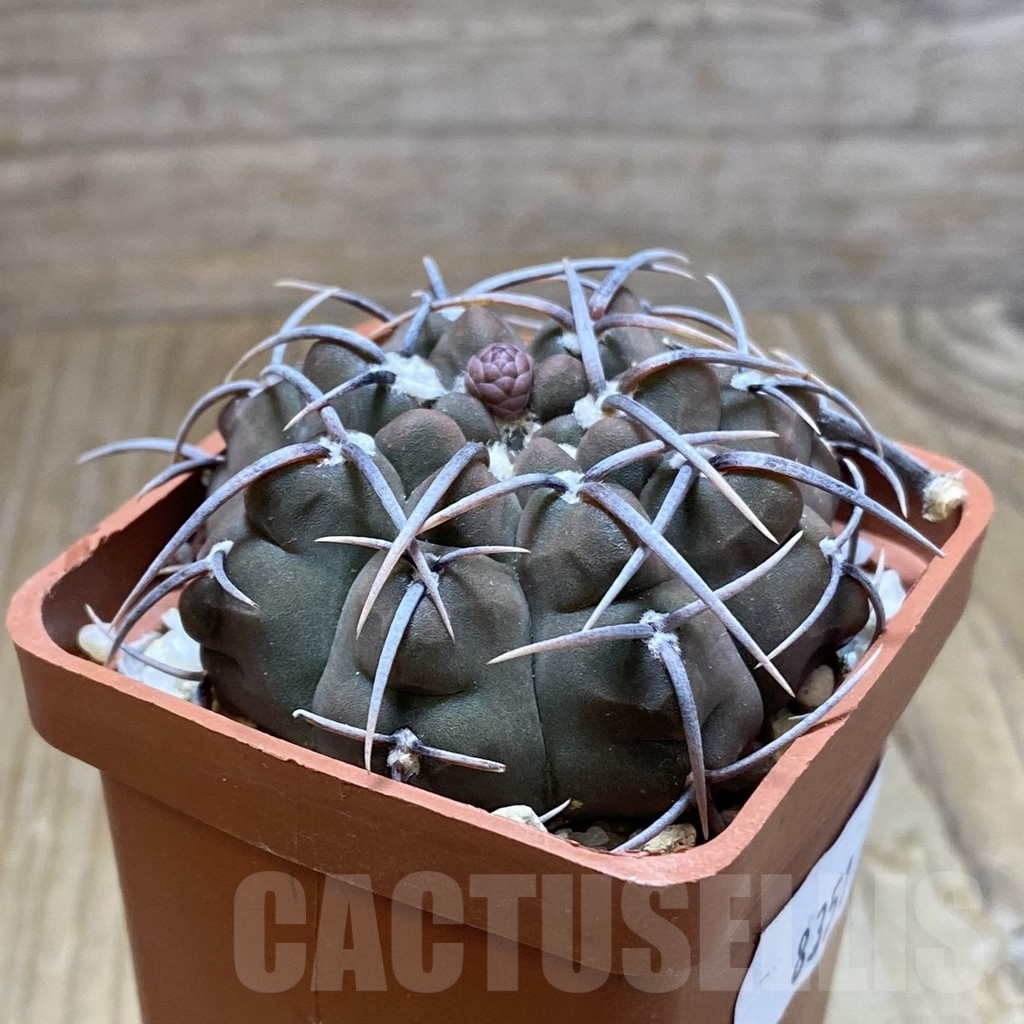SH8351 Gymnocalycium vatteri - Image 2
