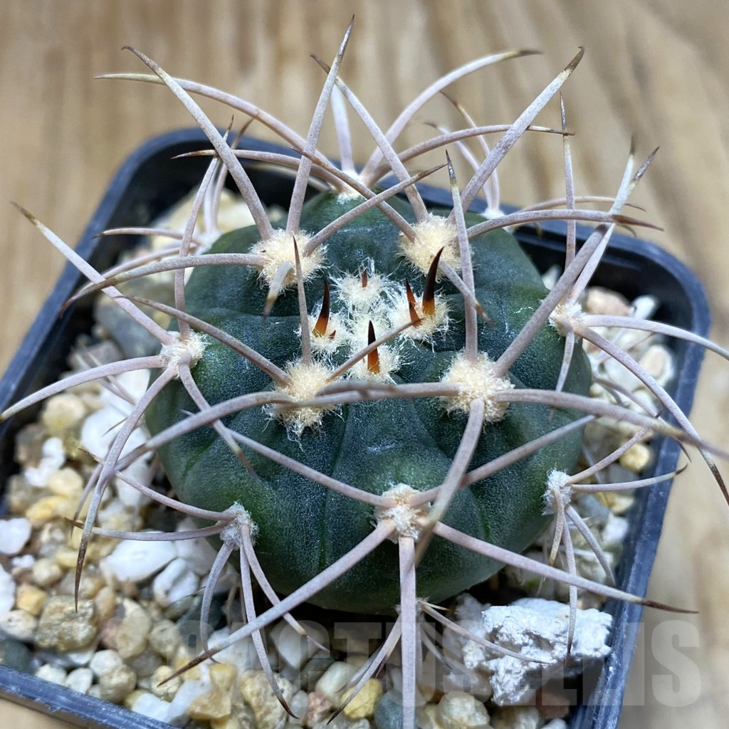 SH8352 Gymnocalycium mazanense v. polycephalum P 223