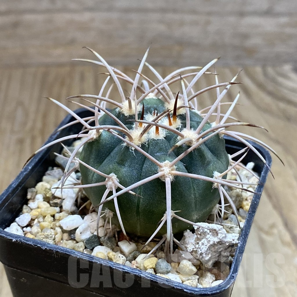 SH8352 Gymnocalycium mazanense v. polycephalum P 223 - Image 2