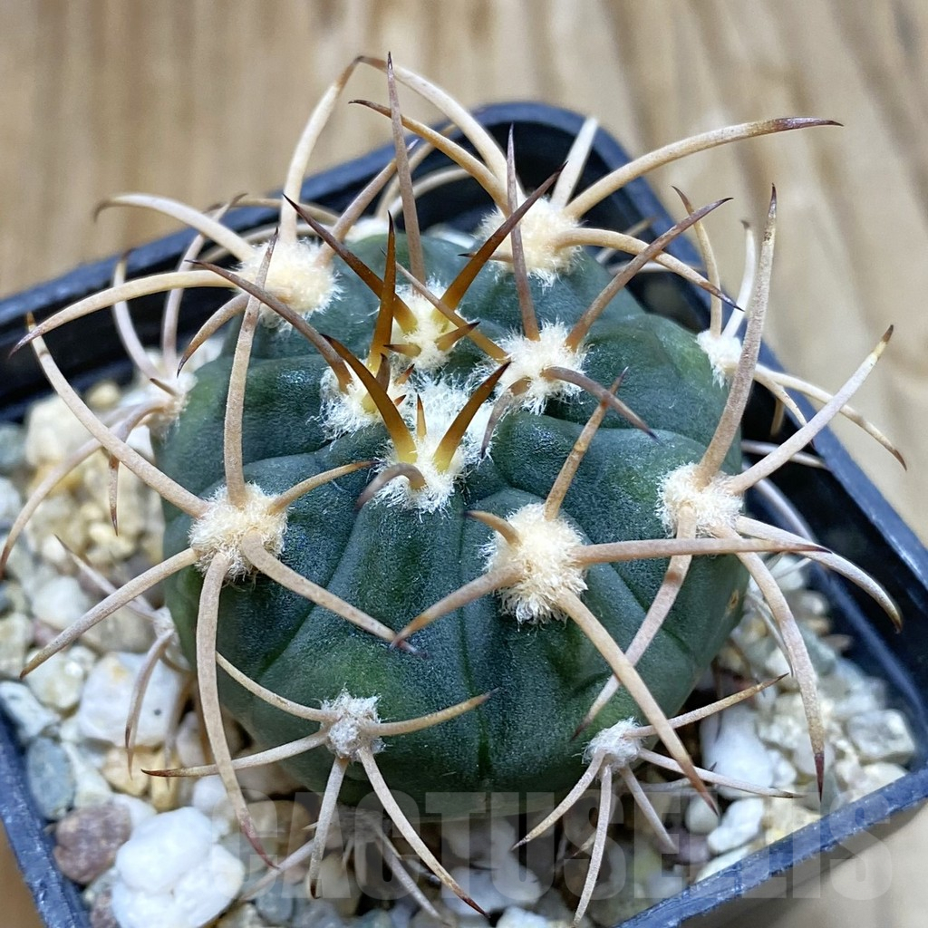SH8353 Gymnocalycium mazanense v. polycephalum P 223