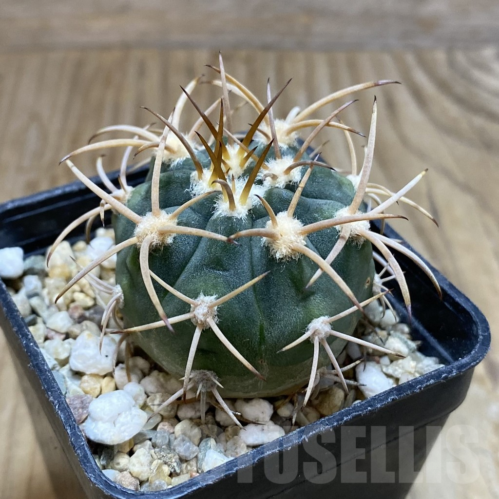 SH8353 Gymnocalycium mazanense v. polycephalum P 223 - Image 2